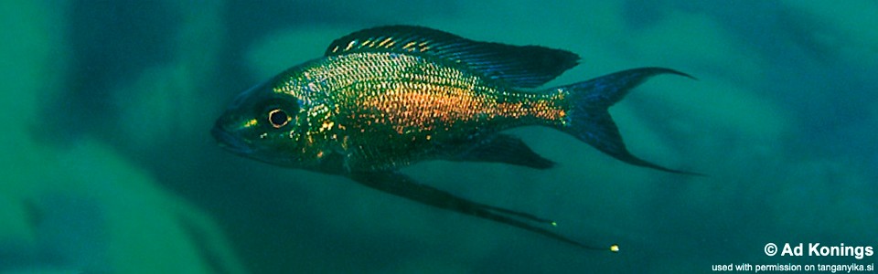 Cyathopharynx sp. 'green flush' Halembe<br><font color=gray>Cyathopharynx foae 'Halembe'</font>