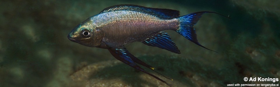 Cyathopharynx sp. 'green flush' Karilani Island<br><font color=gray>Cyathopharynx foae 'Karilani Island'</font>