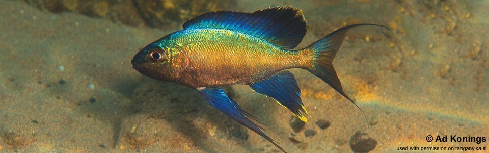 Cyathopharynx sp. 'green flush' Lueba (Lweba) - Cyathopharynx foae 'Lueba (Lweba)'