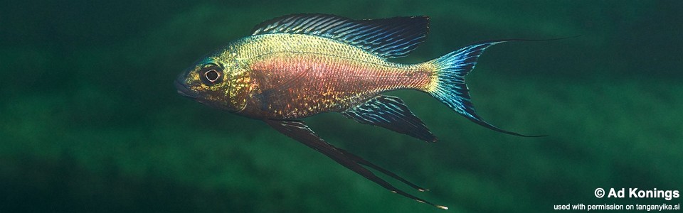 Cyathopharynx sp. 'green flush' Pasagulu Point<br><font color=gray>Cyathopharynx foae 'Pasagulu Point'</font>