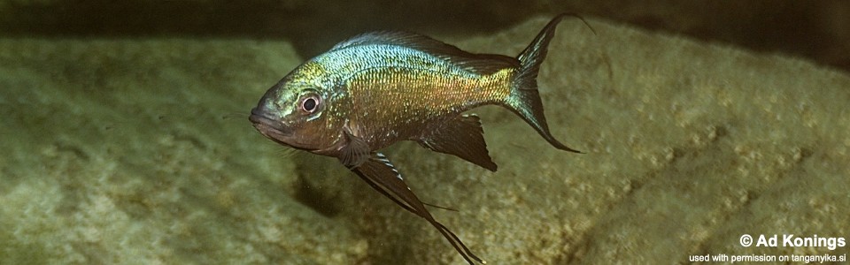 Cyathopharynx sp. 'green flush' Titcha<br><font color=gray>Cyathopharynx foae 'Titcha'</font>