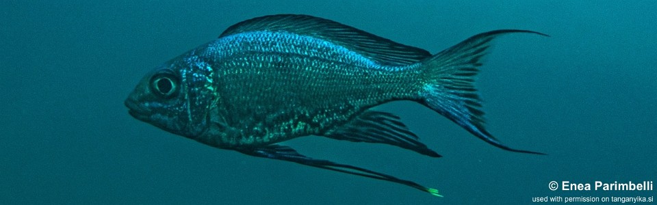 Cyathopharynx sp. 'blue flush' Izinga Island<br><font color=gray>Cyathopharynx foae 'Izinga Island'</font>