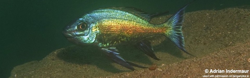 Cyathopharynx sp. 'blue flush' Mamalesa Island<br><font color=gray>Cyathopharynx foae 'Mamalesa Island'</font>