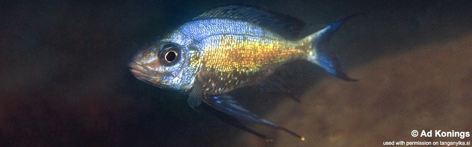 Cyathopharynx sp. 'blue flush' Mikongolo Island<br><font color=gray>Cyathopharynx foae 'Mikongolo Island'</font>