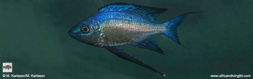 Cyathopharynx sp. 'blue flush' Wampembe<br><font color=gray>Cyathopharynx foae 'Wampembe'</font>