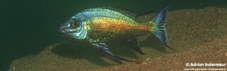 Cyathopharynx sp. 'blue flush' Maleza (Mamalesa) Island.jpg