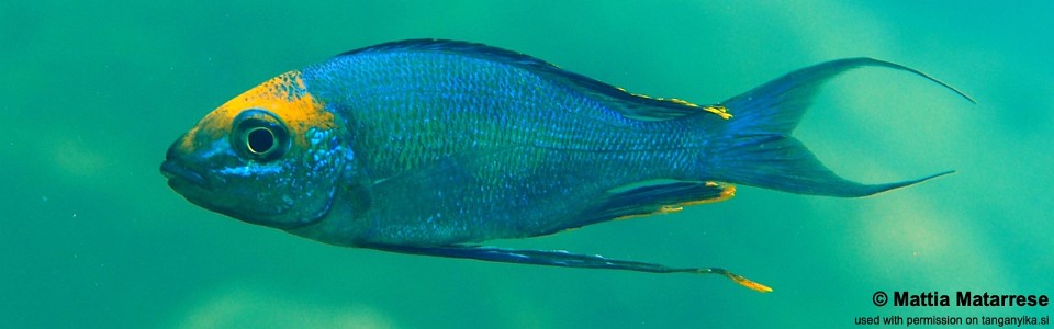 Cyathopharynx sp. 'furcifer north' Jakobsen's Beach