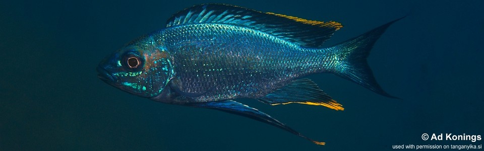 Cyathopharynx sp. 'furcifer north' Nyanza-Lac