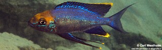 Cyathopharynx sp. 'furcifer north' Gombe Stream NP.jpg