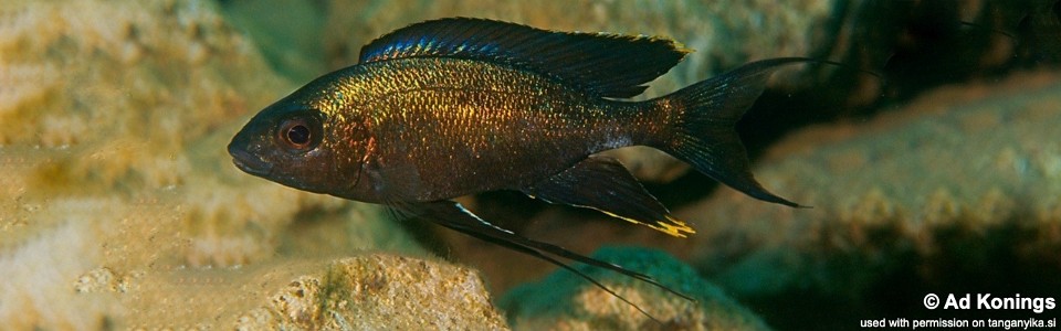 Cyathopharynx sp. 'green flush' Bemba<br><font color=gray>Cyathopharynx foae 'Bemba'</font>