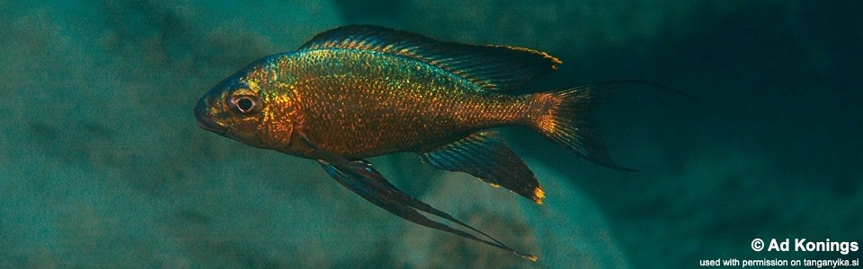 Cyathopharynx sp. 'green flush' Mboko Island<br><font color=gray>Cyathopharynx foae 'Mboko Island'</font>