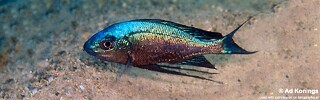 Cyathopharynx sp. 'green flush' Mabilibili Bay.jpg