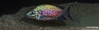 Cyathopharynx sp. 'green flush' Maswa Point.jpg