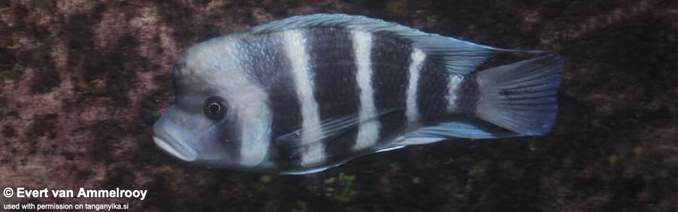 Cyphotilapia gibberosa 'Nsumbu National Park' - Zambia