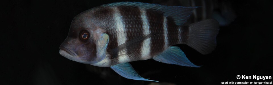 Sippli Fish Cyphotilapia gibberosa 'Kipili'; Tanzania