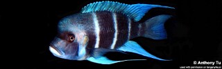 Cyphotilapia gibberosa 'Bismarck (Kasanga) Bay'.jpg
