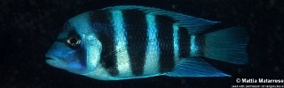 Cyphotilapia gibberosa 'Yamsamba Island'.jpg