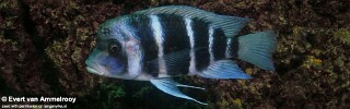 Cyphotilapia gibberosa! 'Zambia'.jpg