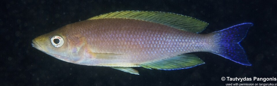 Cyprichromis coloratus 'Isanga Bay'