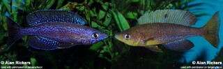 Cyprichromis microlepidotus! 'Kilila'.jpg