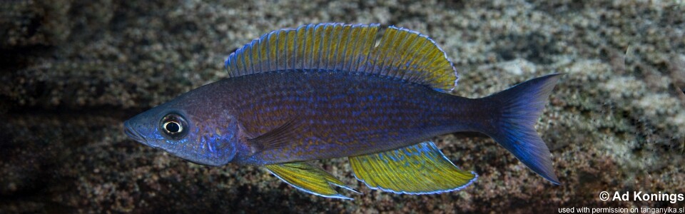 Cyprichromis pavo 'Luagala Point'