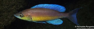 Cyprichromis pavo 'Cape Kabwe Nsolo'.jpg