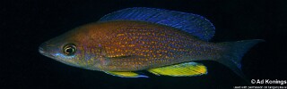 Cyprichromis pavo 'Izinga Island'.jpg