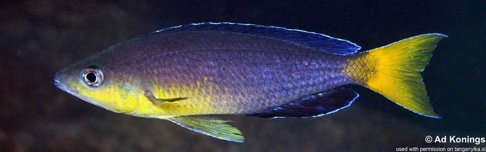 Cyprichromis sp. 'leptosoma jumbo' Chimba