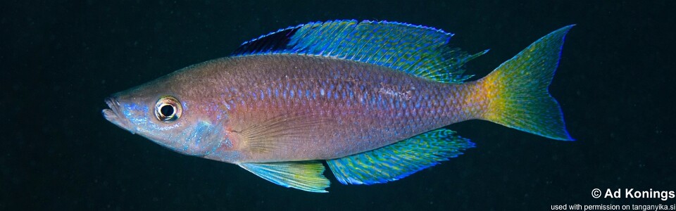 Cyprichromis sp. 'leptosoma jumbo' Izinga Island