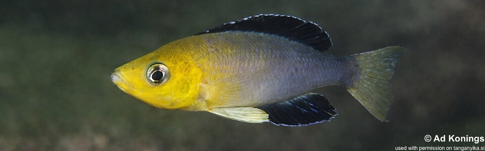 Cyprichromis sp. 'leptosoma jumbo' Kasola Island