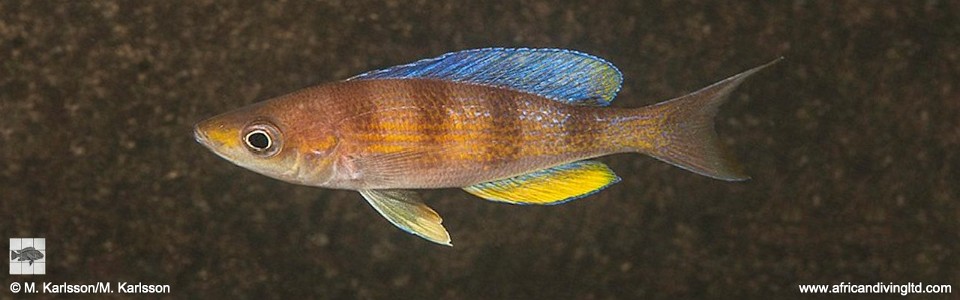 Cyprichromis sp. 'kipili zebra' Mvuna Island<br><font color=gray>Cyprichromis cf. zonatus 'Mvuna Island'</font>