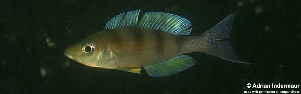 Cyprichromis sp. 'kipili zebra' Ulwile Island<br><font color=gray>Cyprichromis cf. zonatus 'Ulwile Island'</font>