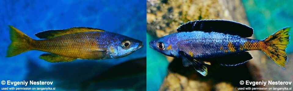 Cyprichromis sp. 'brilliant jumbo' Kitumba<br><font color=gray>Cyprichromis sp. 'leptosoma kitumba' Kitumba<br>Jumbo Kitumba</font>