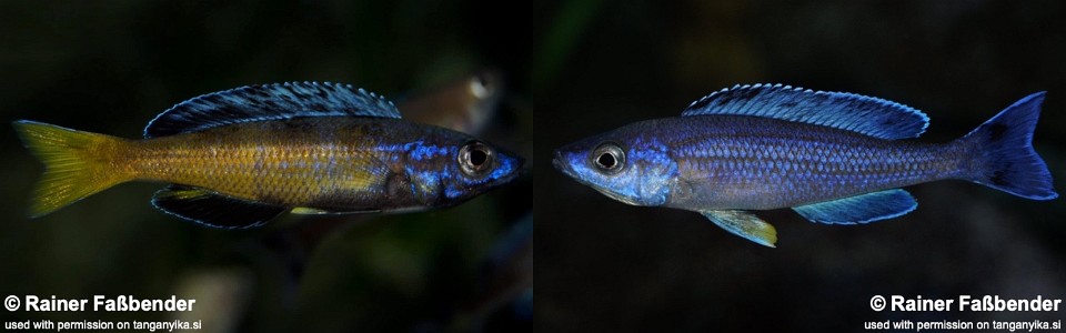 Cyprichromis sp. 'brilliant jumbo' (Moba)<br><font color=gray>Cyprichromis sp. 'leptosoma kitumba' (Moba)<br>Speckleback Moba</font>  