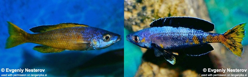 Cyprichromis sp. 'brilliant jumbo' Kitumba<br><font color=gray>Cyprichromis sp. 'leptosoma kitumba' Kitumba<br>Jumbo Kitumba</font> 