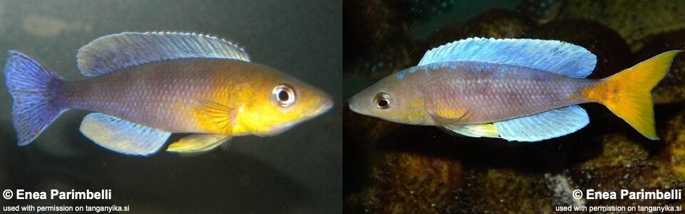 Cyprichromis sp. 'dwarf jumbo' Kigoma<br><font color=gray>Cyprichromis sp. 'leptosoma kigoma' Kigoma</font>