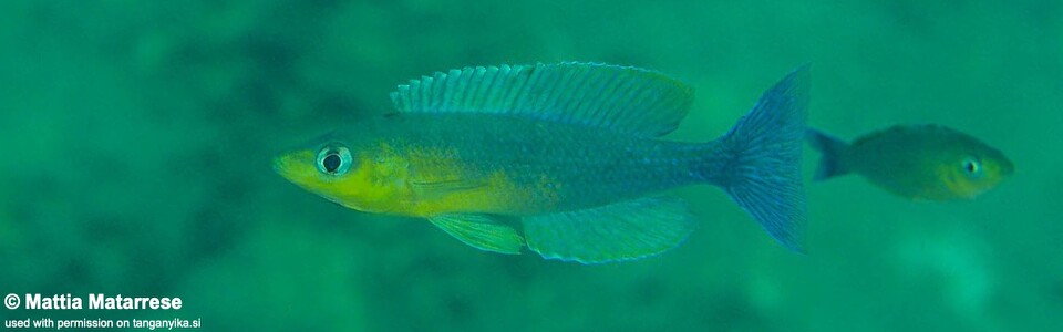 Cyprichromis sp. 'dwarf jumbo' Nondwa Point<br><font color=gray>Cyprichromis sp. 'leptosoma kigoma' Nondwa Point</font>