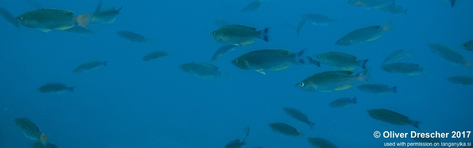 Cyprichromis sp. 'dwarf jumbo' Mawimbi<br><font color=gray>Cyprichromis sp. 'leptosoma kigoma' Mawimbi</font>