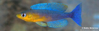 Cyprichromis sp. 'dwarf jumbo' Cape Bangwe.jpg