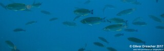Cyprichromis sp. 'dwarf jumbo' Mawimbi.jpg