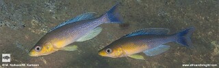 Cyprichromis sp. 'dwarf jumbo' Segunga.jpg
