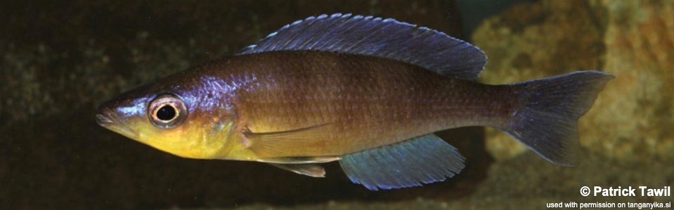 Cyprichromis sp. 'kibishi' Kavala Island