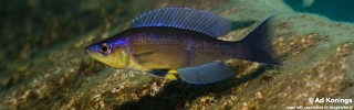 Cyprichromis sp. 'kibishi' Milima Island.jpg