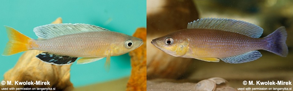 Cyprichromis sp. 'leptosoma jumbo' Cape Kachese