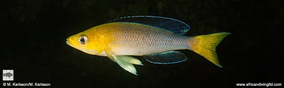 Cyprichromis sp. 'leptosoma jumbo' Cape Mpimbwe