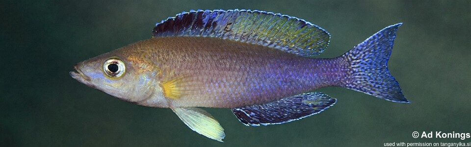 Cyprichromis sp. 'leptosoma jumbo' File Bay