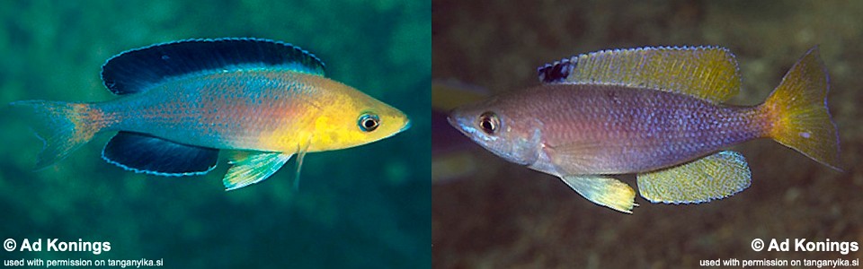 Cyprichromis sp. 'leptosoma jumbo' Nkondwe Island