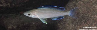 Cyprichromis sp. 'muzi' Muzi.jpg