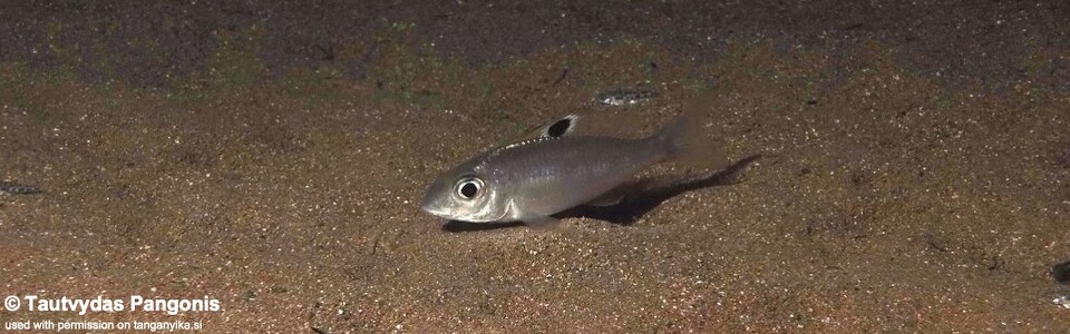 Ectodus descampsii 'Kala Bay'