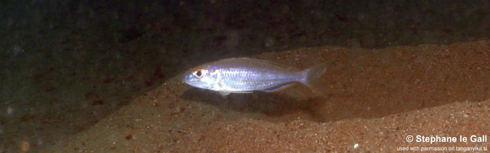 Ectodus sp. 'north' Karilani Island